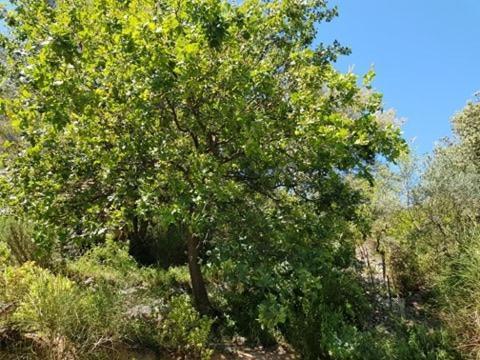 Cabane Dans Les Arbres "La Kaz Aux Cigales" Кюерс Екстериор снимка